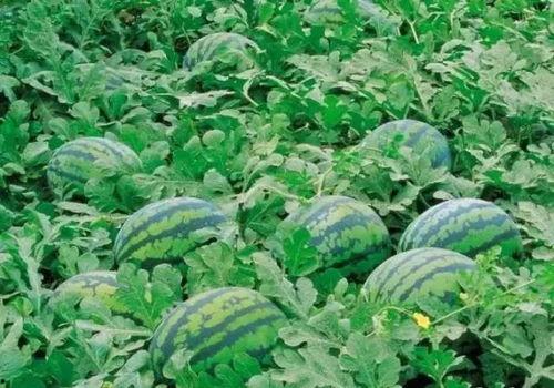 泰国西瓜最新爆料,揭秘神秘事件背后的真相  第1张